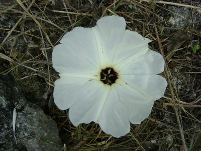 Ipomoea wolcottiana, photographed by Tereso Hernández Morales