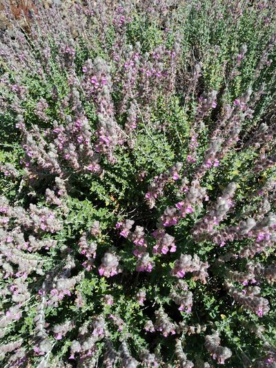 Teucrium marum, photographed by Julien Renoult