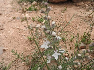 Teucrium pseudochamaepitys, photographed by Abdenour Kheloufi