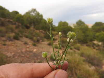 Genista microcephala, photographed by Abdenour Kheloufi