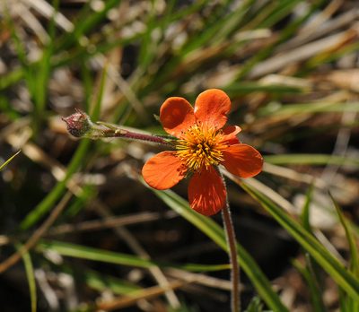 Geum coccineum, photographed by Todd Boland