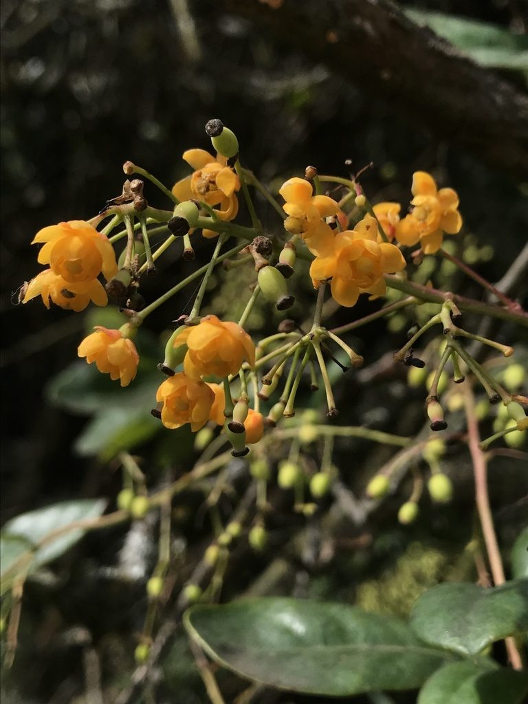 Berberis lehmannii, photographed by Nicolás Baresch Uribe