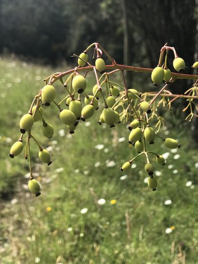 Berberis lehmannii, photographed by Nicolás Baresch Uribe