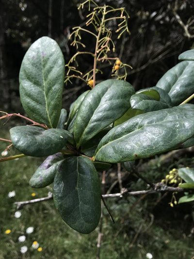 Berberis lehmannii, photographed by Nicolás Baresch Uribe
