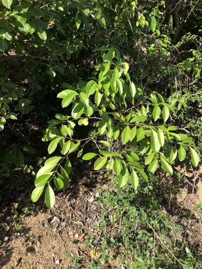 Elaeodendron melanocarpum, photographed by elawrey