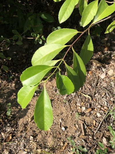 Elaeodendron melanocarpum, photographed by elawrey