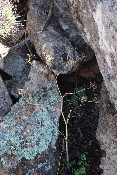 Conium sphaerocarpum, photographed by Tony Rebelo