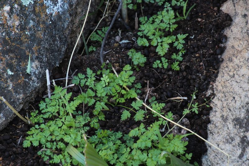 Conium sphaerocarpum, photographed by Tony Rebelo