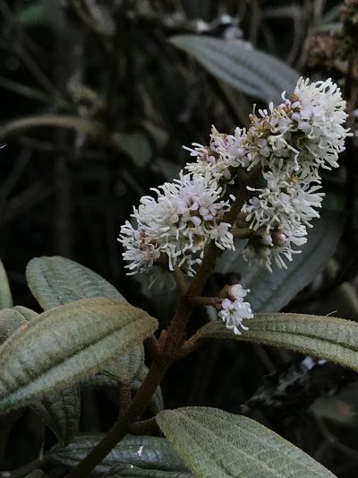 Miconia cataractae, photographed by Nicolás Baresch Uribe