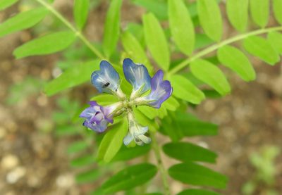Astragalus nuttallianus, photographed by saltyhiker