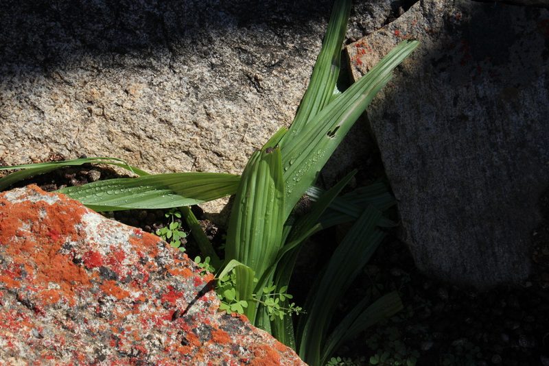 Empodium namaquensis, photographed by Tony Rebelo