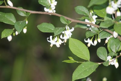Styrax americanus, photographed by Ashwin Srinivasan