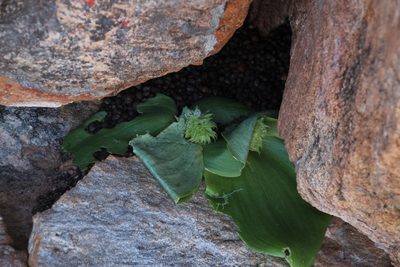 Whiteheadia bifolia, photographed by Tony Rebelo