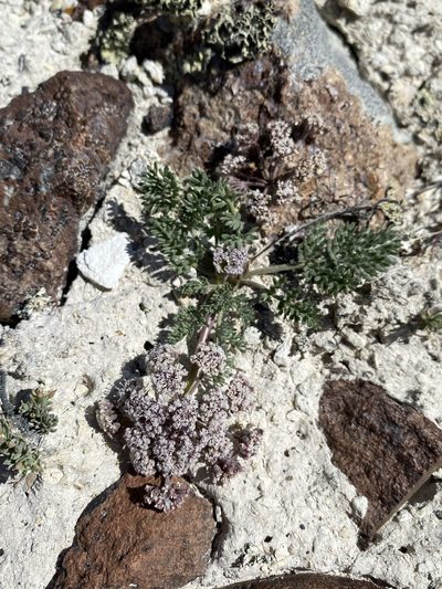 Lomatium bentonitum, photographed by Matt Berger