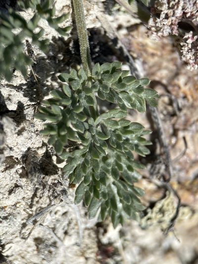 Lomatium bentonitum, photographed by Matt Berger