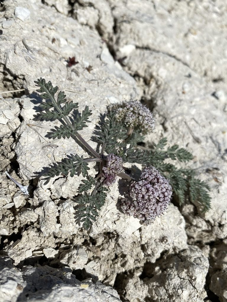 Lomatium bentonitum, photographed by Matt Berger