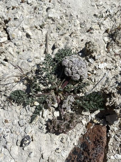 Lomatium bentonitum, photographed by Matt Berger