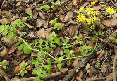 Packera tampicana, photographed by saltyhiker