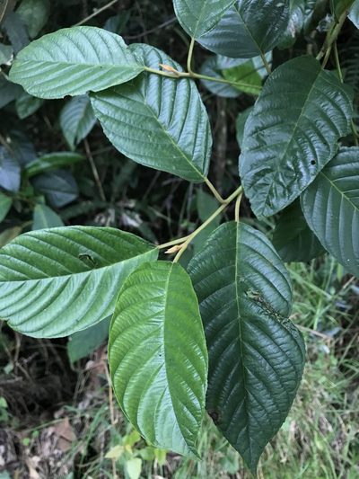 Frangula goudotiana, photographed by Nicolás Baresch Uribe
