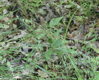 Melica mutica, photographed by Ashwin Srinivasan