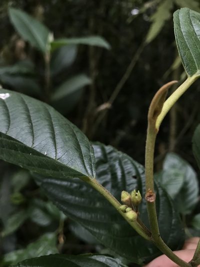 Frangula goudotiana, photographed by Nicolás Baresch Uribe