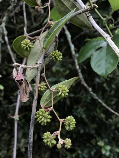 Smilax domingensis, photographed by Nicolás Baresch Uribe