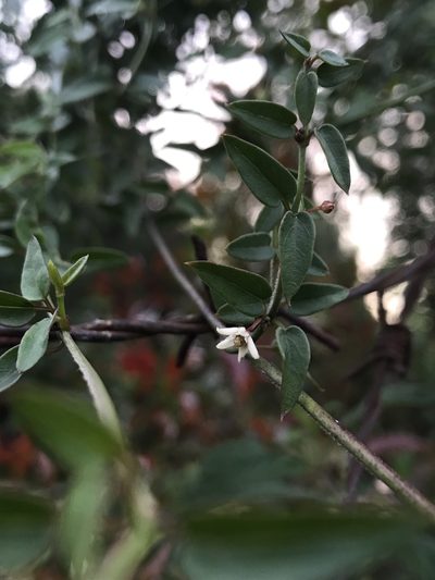 Scyphostelma tenellum, photographed by Nicolás Baresch Uribe