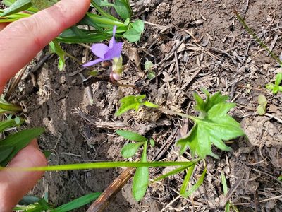 Viola subsinuata, photographed by Katie Kucera