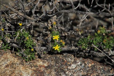 Euryops multifidus, photographed by Tony Rebelo