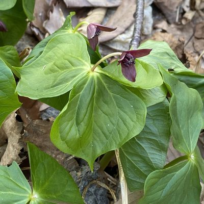 Trillium apetalon, photographed by ITÔ, Hiroki