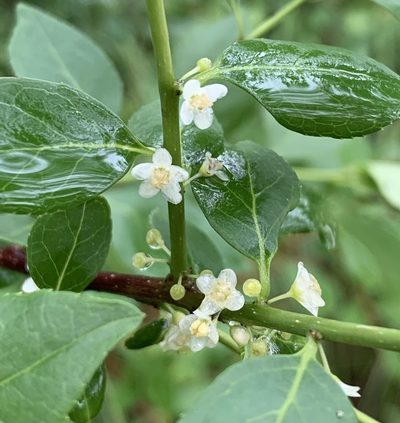 Ilex ambigua, photographed by natalie
