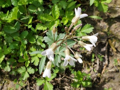 Cardamine angustata, photographed by Tom Field