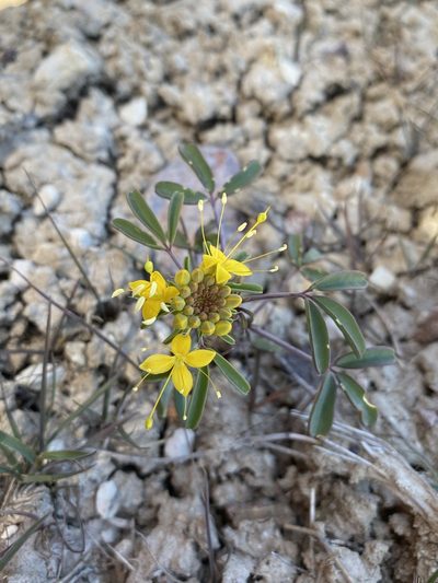 Cleomella hillmanii, photographed by Matt Berger