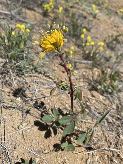Cleomella platycarpa, photographed by Matt Berger