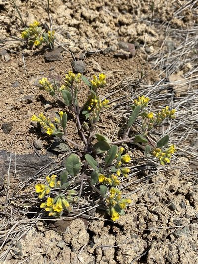 Phacelia lutea, photographed by Matt Berger