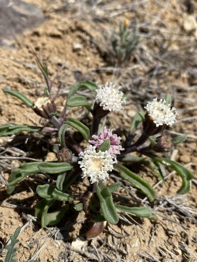 Chaenactis cusickii, photographed by Matt Berger