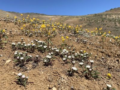 Chaenactis cusickii, photographed by Matt Berger