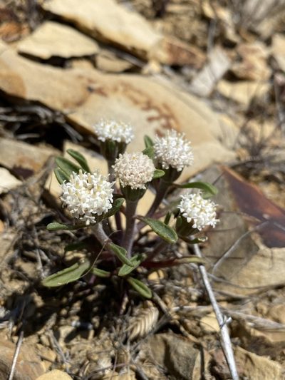 Chaenactis cusickii, photographed by Matt Berger