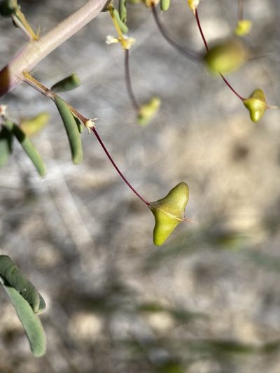 Cleomella hillmanii, photographed by Matt Berger