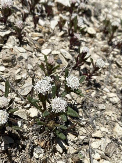 Chaenactis cusickii, photographed by Matt Berger
