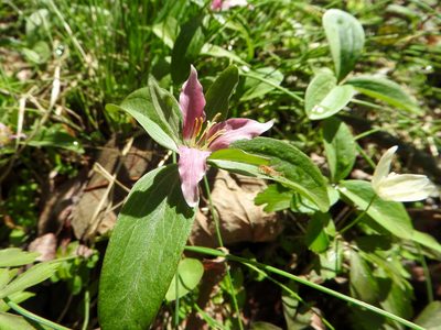 Trillium pusillum, photographed by Tom Field