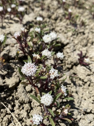 Chaenactis cusickii, photographed by Matt Berger