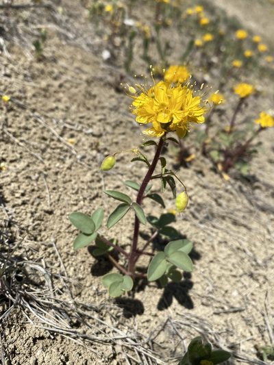 Cleomella platycarpa, photographed by Matt Berger