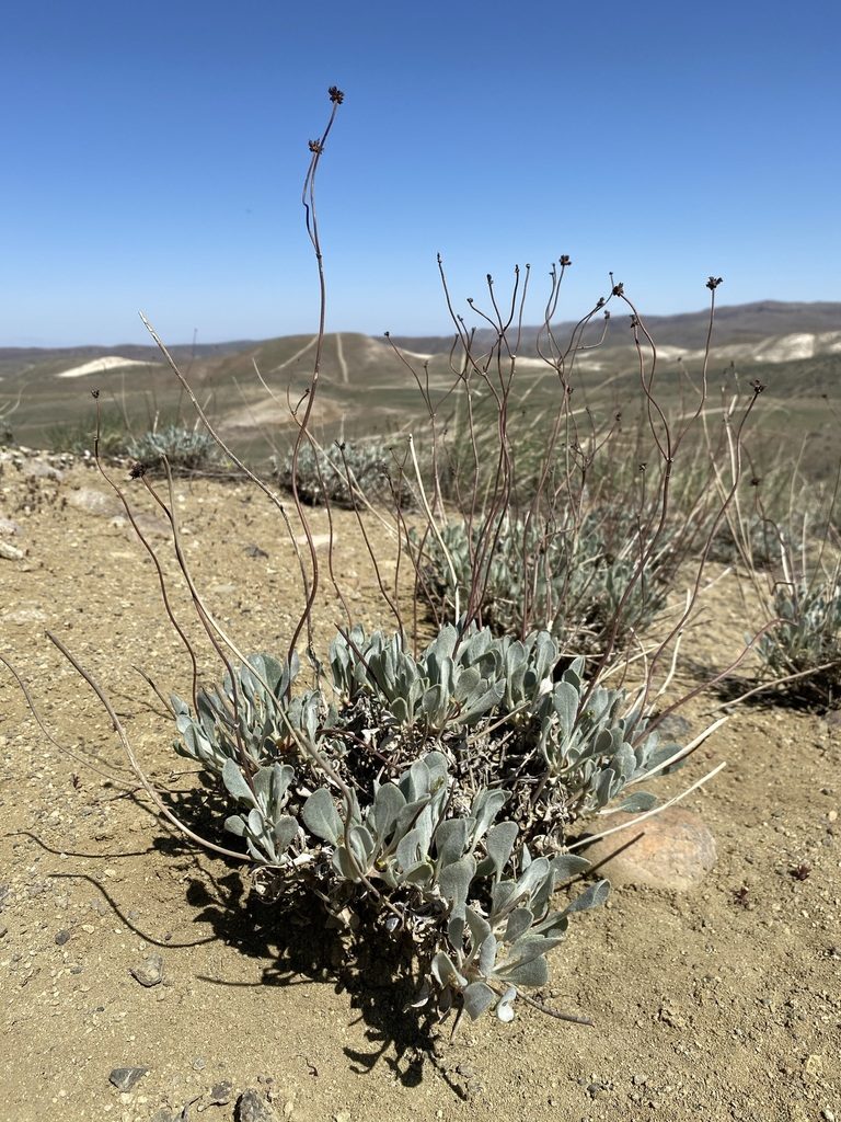 Eriogonum novonudum, photographed by Matt Berger