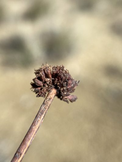 Eriogonum novonudum, photographed by Matt Berger