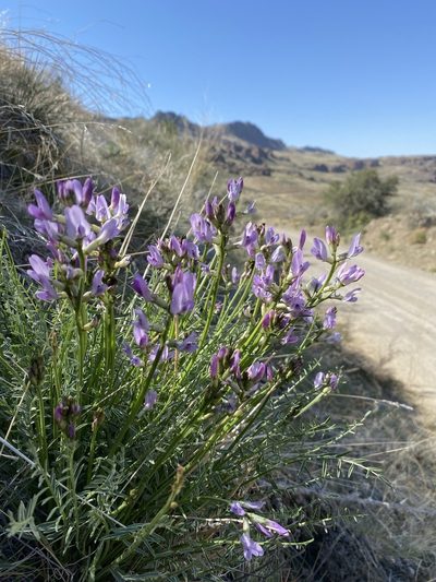 Astragalus conjunctus, photographed by Matt Berger