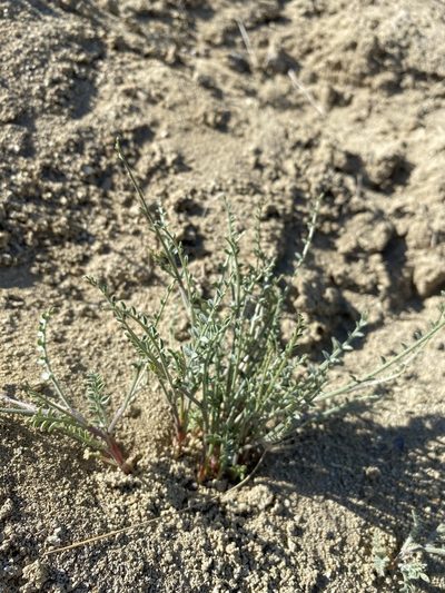 Astragalus sterilis, photographed by Matt Berger