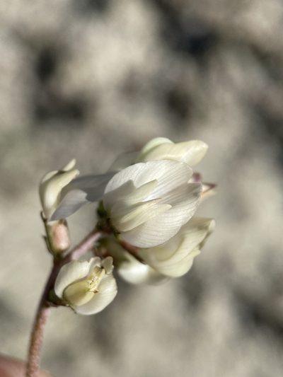 Astragalus obscurus, photographed by Matt Berger