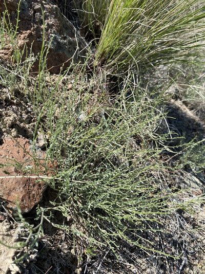 Astragalus sterilis, photographed by Matt Berger