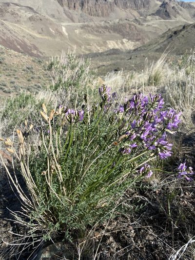 Astragalus conjunctus, photographed by Matt Berger